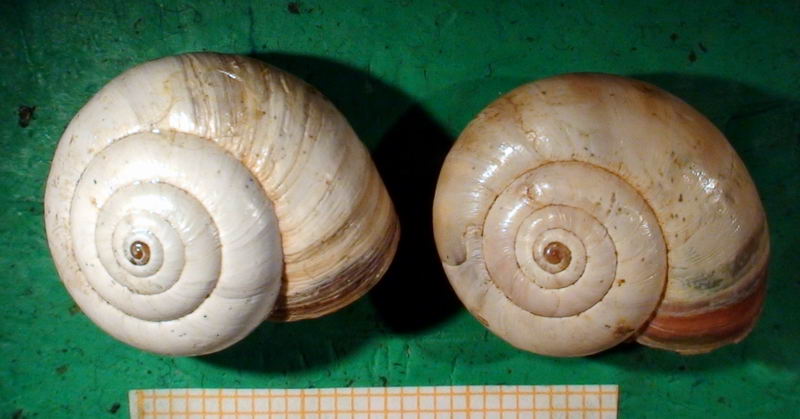 Cernuella (Cernuella) hydruntina (Kobelt, 1884)